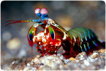 mantis shrimp